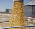 South Korea’s NOFI starts buying corn in tender – traders